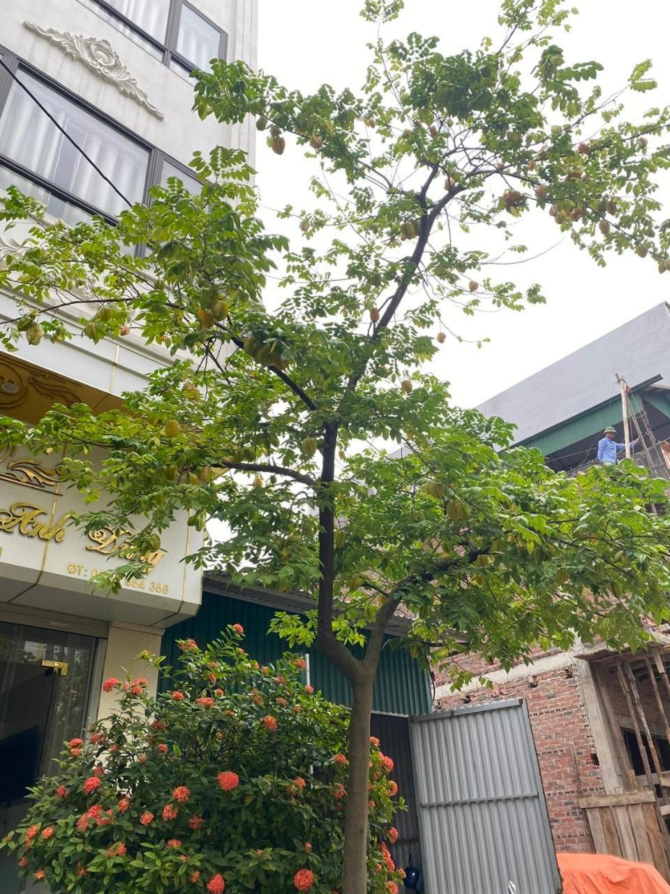 ハロン Nha Nghi Anh Dung Bed & Breakfast エクステリア 写真