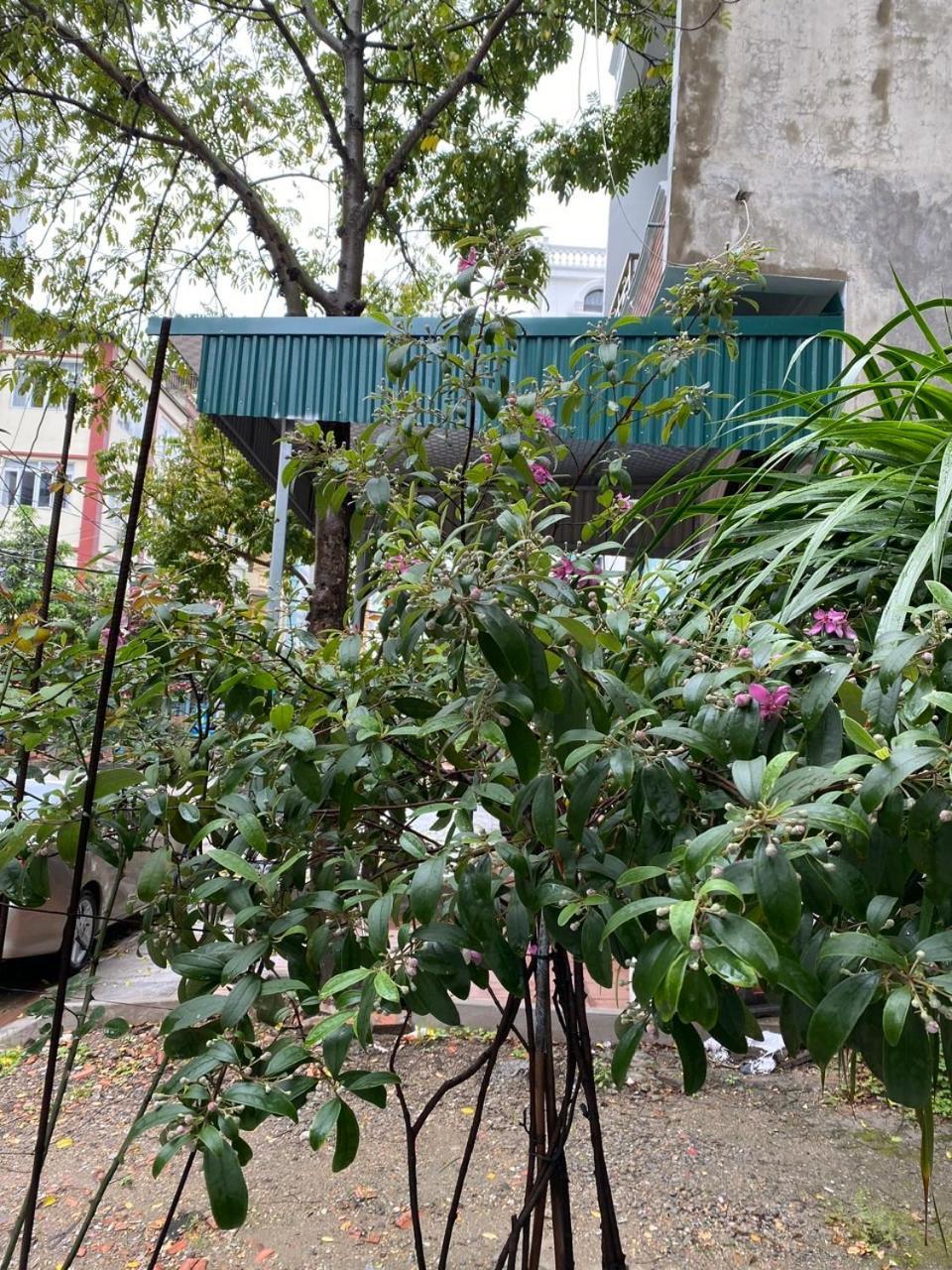 ハロン Nha Nghi Anh Dung Bed & Breakfast エクステリア 写真